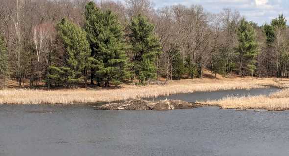 beaver lodge