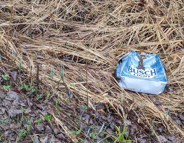 busch light