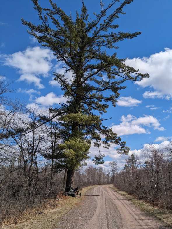 white pine