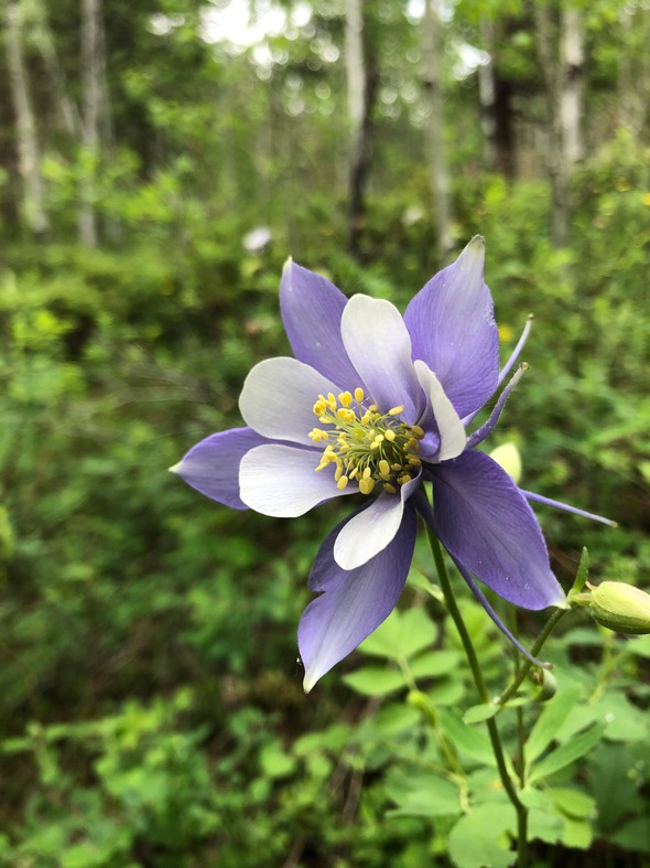 Columbine!